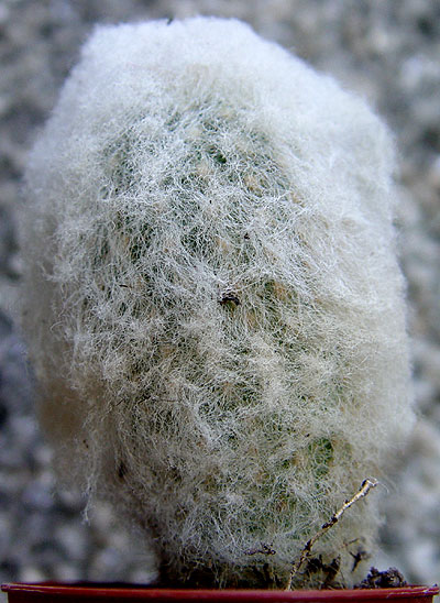 05nov-cactusx6.jpg