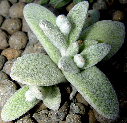 05nov-kalanchoeeriophylla.jpg