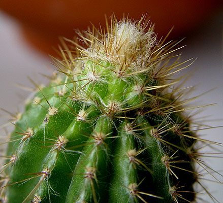 05nov-pilosocereus-chrysac2.jpg