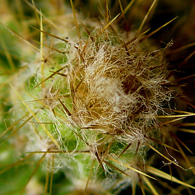 05nov-pilosocereus-chrysaca.jpg