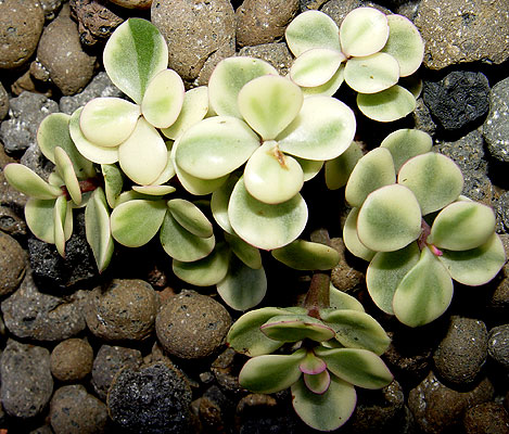 05nov-portulacariaafrav.jpg