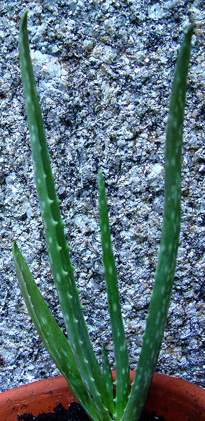 05nov05-3x4.jpg