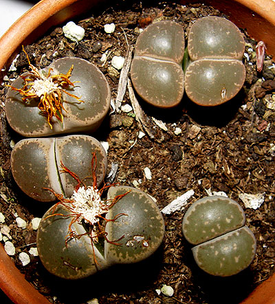 05noviembre-lithops.jpg