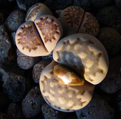 05noviembre-lithops-julii-2.jpg