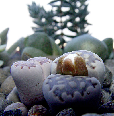 05noviembre-lithops-julii-3.jpg