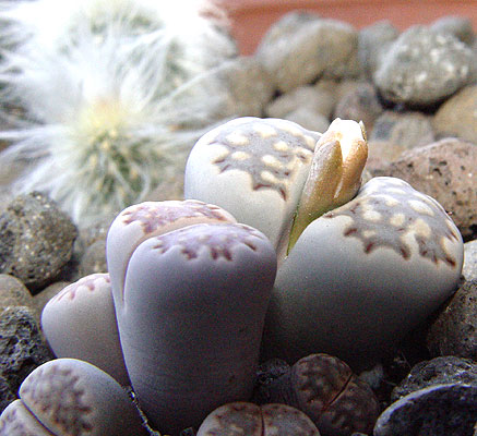 05noviembre-lithops-julii-4.jpg