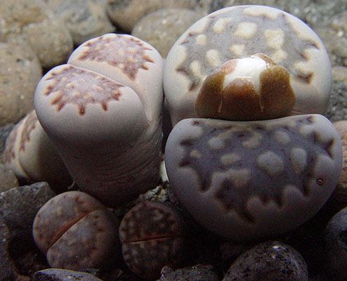 05noviembre-lithops-julii-5.jpg