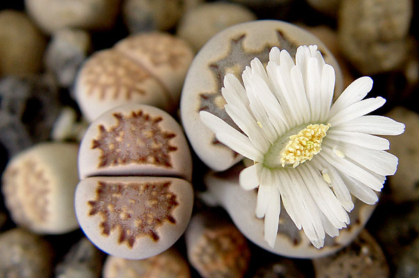 05noviembre-lithops-julii-6.jpg