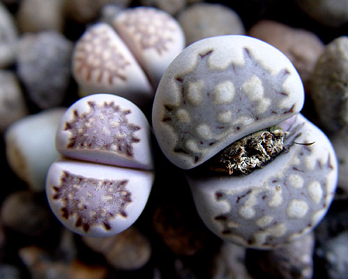 05noviembre-lithops-julii-7.jpg