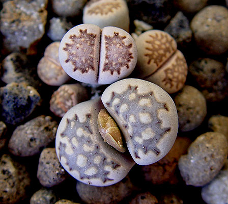 05noviembre-lithops-julii-f.jpg
