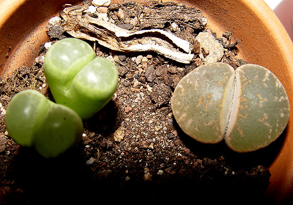 05noviembre-lithops2.jpg