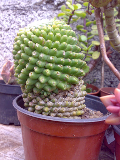060320114229.jpg