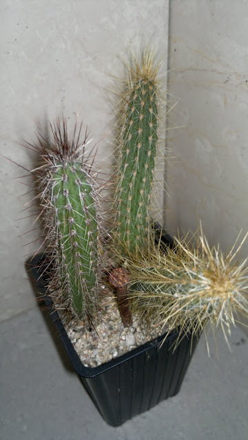 06042012451.jpg