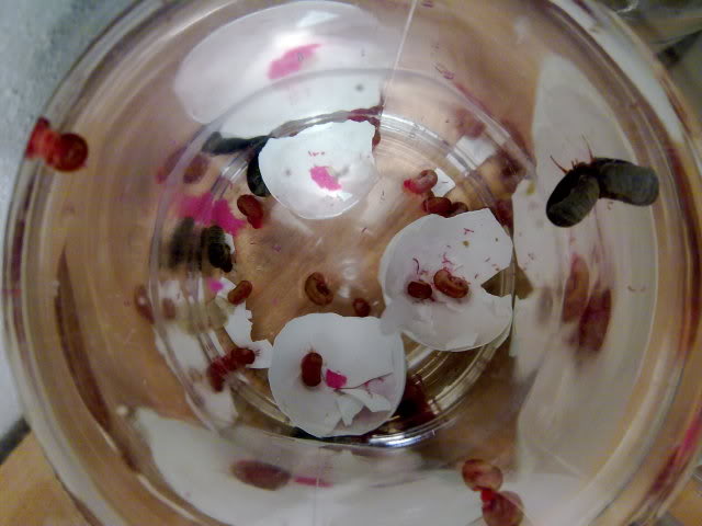 06052010217.jpg