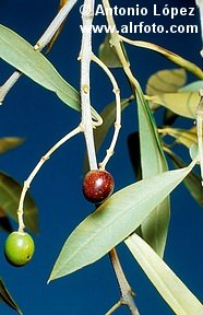 0607_acebuche_olea_europaea_sylvestris.jpg