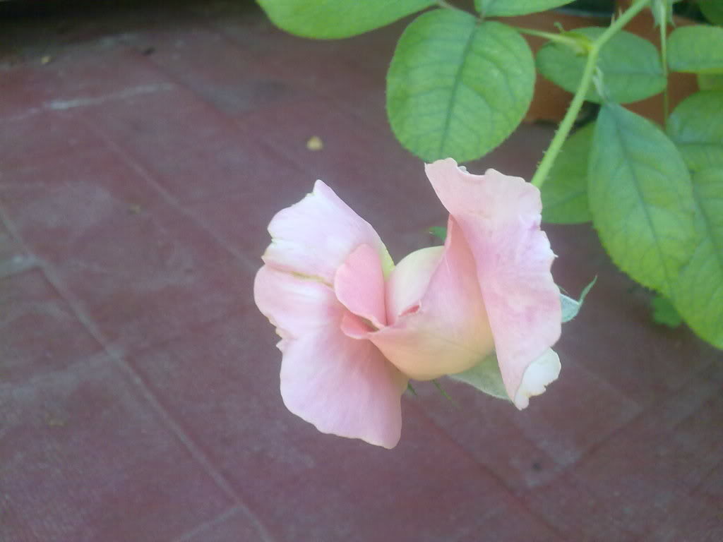 061020112386.jpg