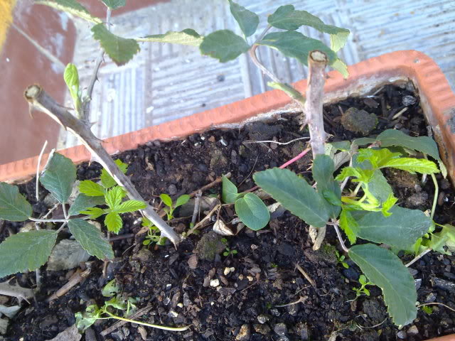 06112010752.jpg