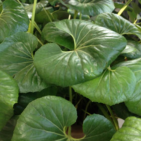 06112013192621_Farfugium%20japonicum%202.jpg