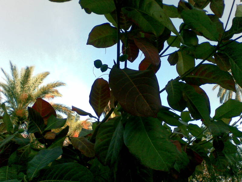 06122007012.jpg