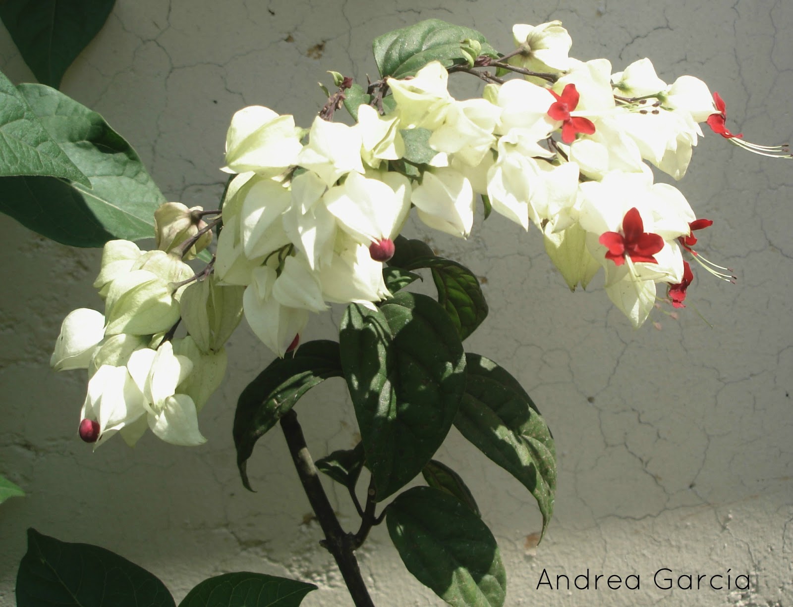 065foto6.jpg