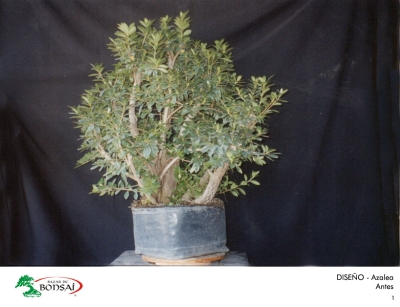 06_azalea_01.jpg