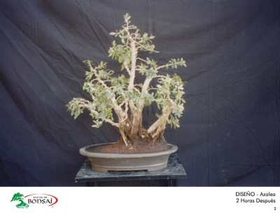 06_azalea_02.jpg