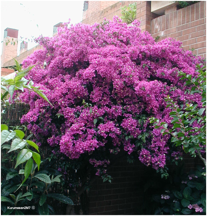 06_buganvilla.jpg