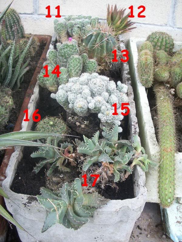06_cactus.jpg