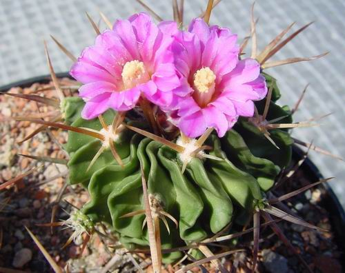 06_Stenocactus_lamellosus_SB111_Metztitlan.jpg