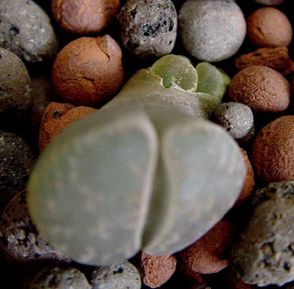 06enero-lithops.jpg