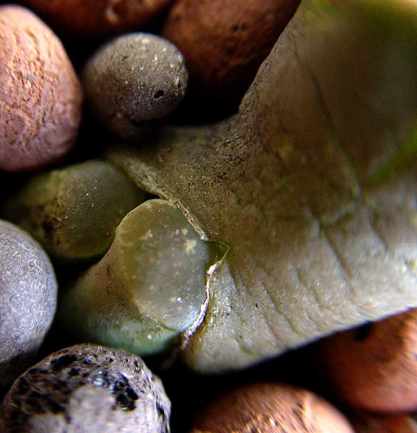 06enero-lithops2.jpg