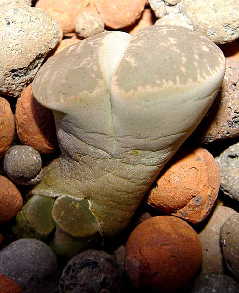 06enero-lithops3.jpg