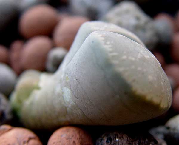 06enero-lithops4.jpg