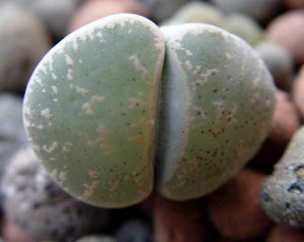06enero-lithops5.jpg