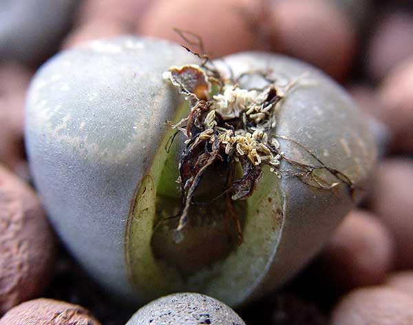 06enero-lithops6.jpg