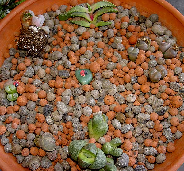 06enero-lithops7.jpg