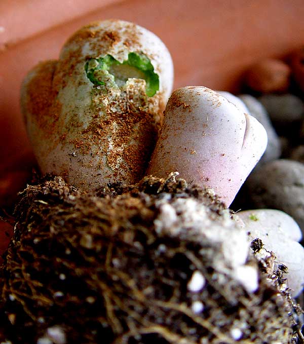 06enero-lithops8.jpg