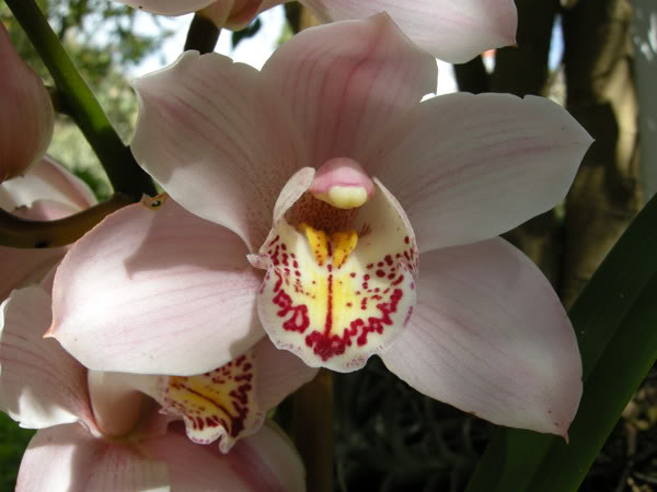 07-03-09-017jpg-Cym-rosa.jpg