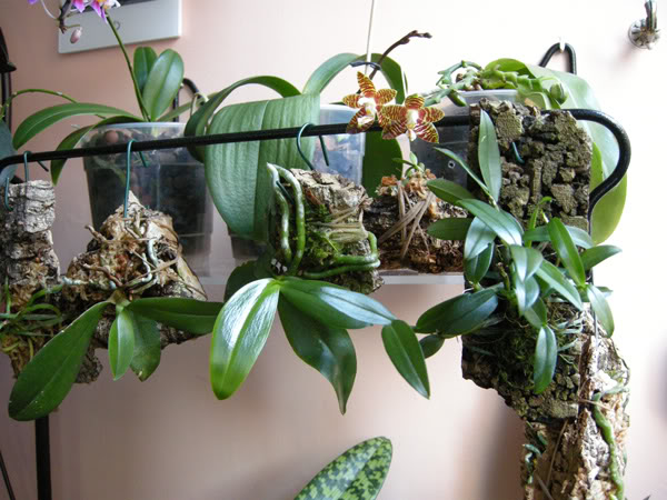 07-06-09-027jpg-phals-corchos.jpg