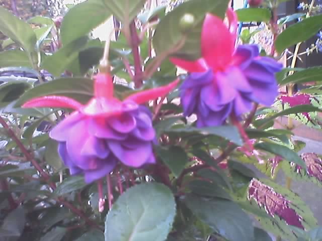 07-10-06_1911.jpg
