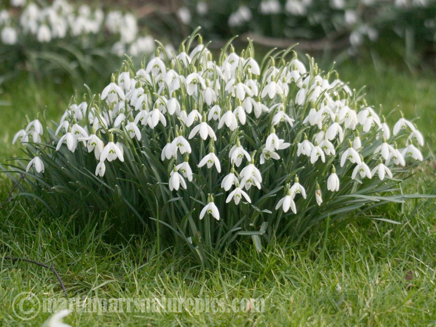 070205%2520Snowdrop%2520(Galanthus%2520nivalis).jpg