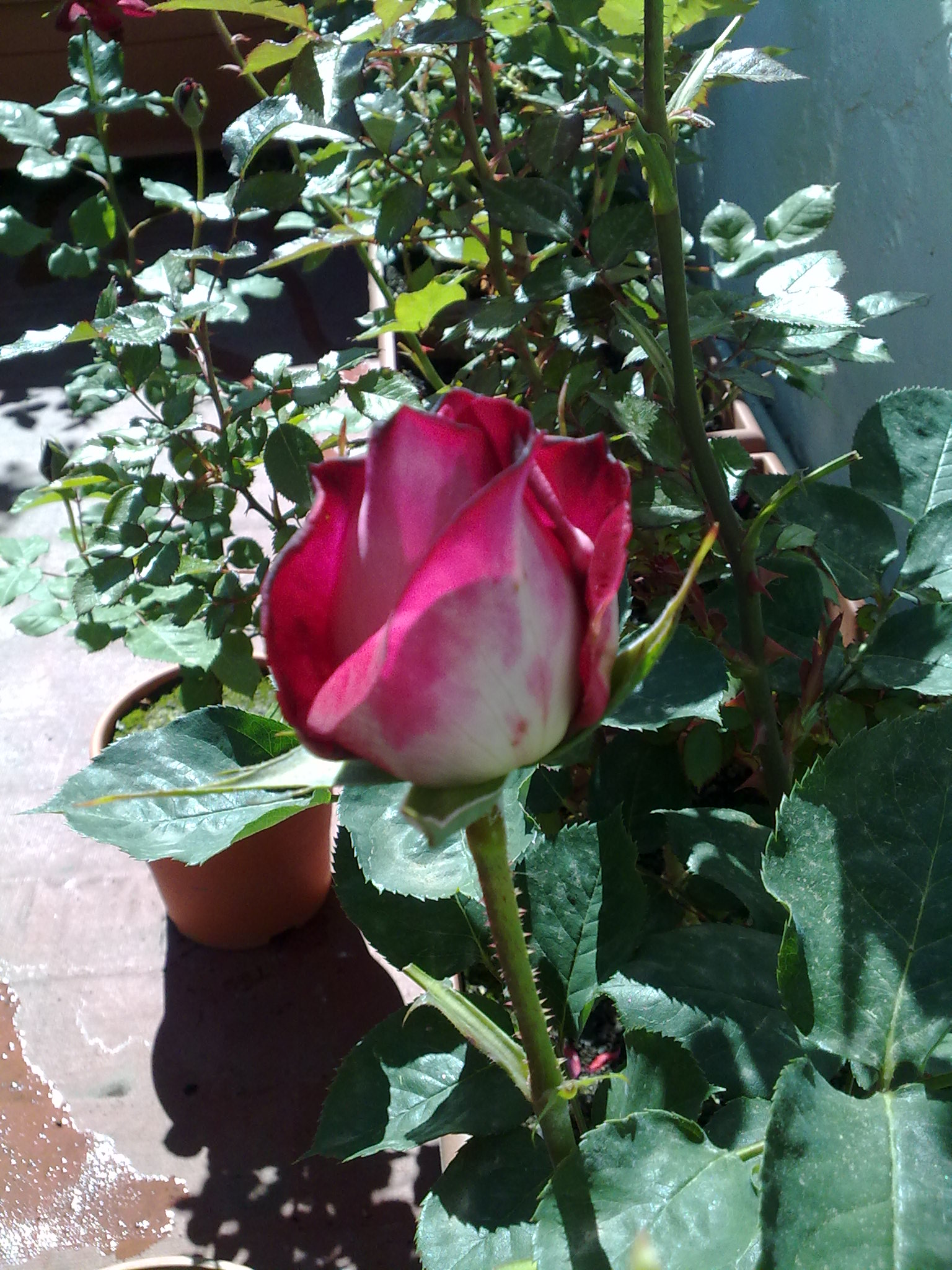 070420111353.jpg