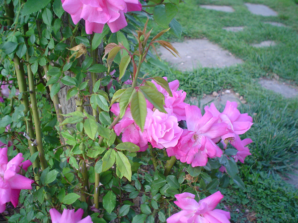 070530rosacervantes.jpg