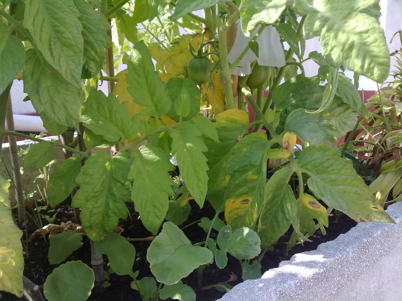 07062010171.jpg