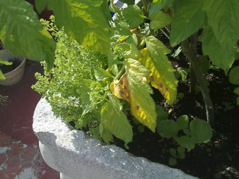07062010172.jpg