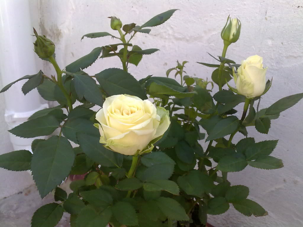 07072010585.jpg