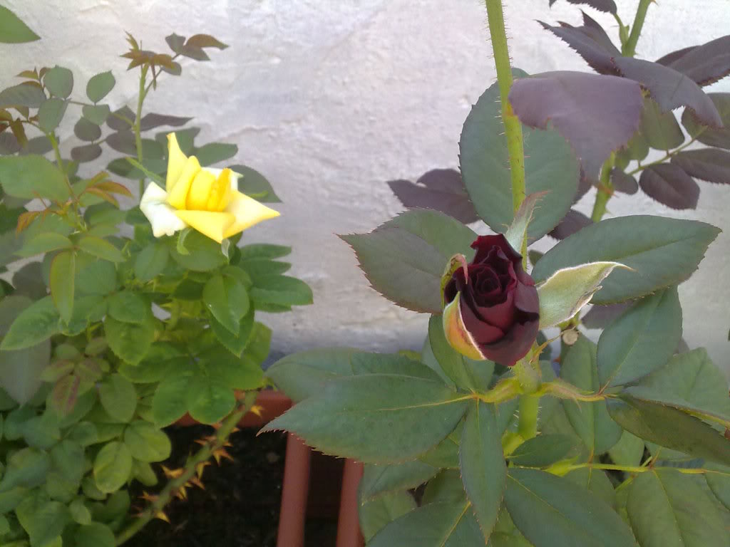07082010753.jpg