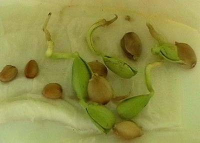 070927_laburnum_anagroides_taper.jpg
