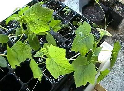 070927_luffa_semillero.jpg