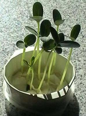 070927_luffa_taper.jpg